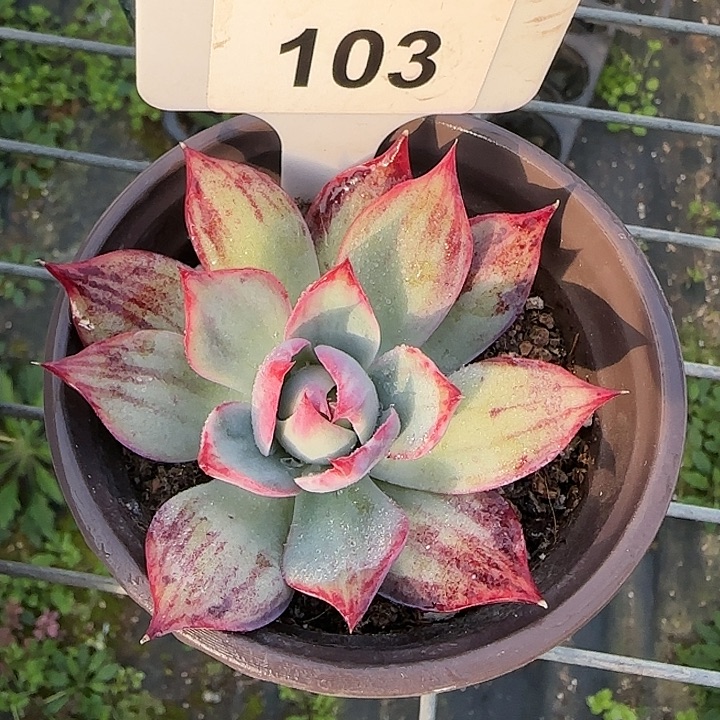 103 惊鸿仙子多肉植物6-9cm