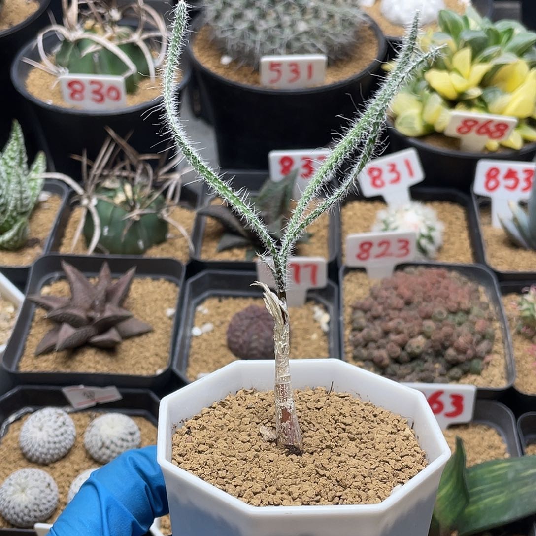 实生金刚钻弹簧草仙人球多肉