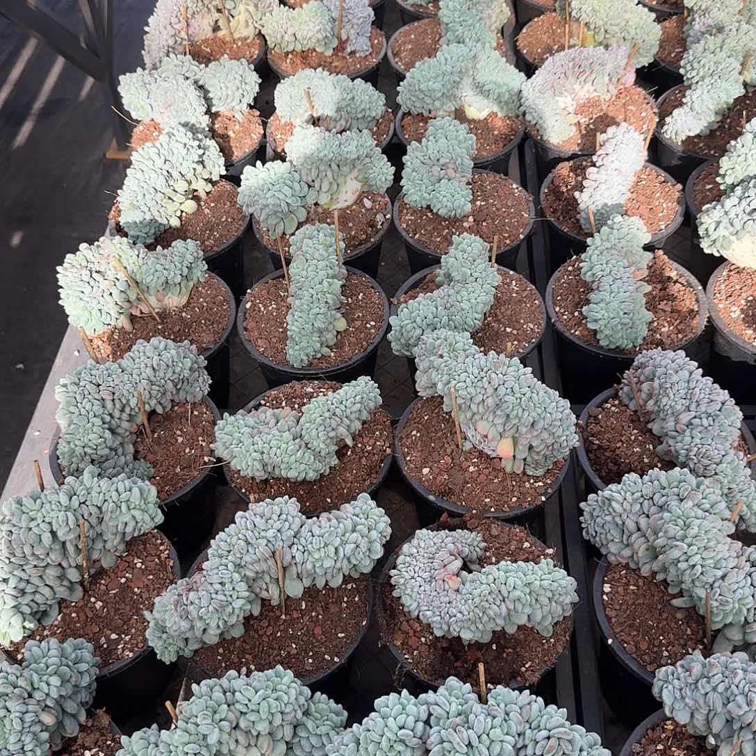 香香雪缀化，售后时间签收起7天内。