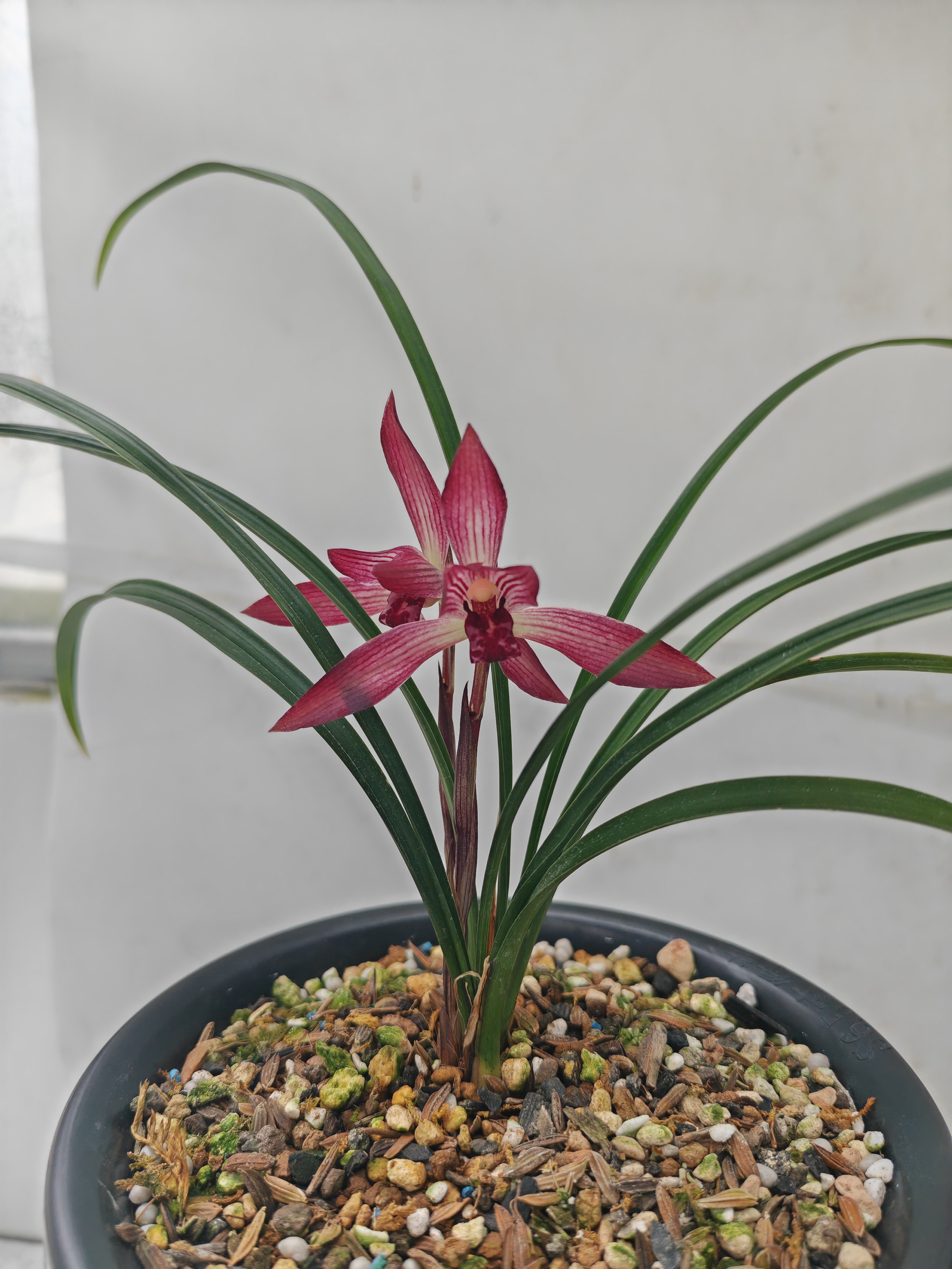 兰花苗室内庭院绿植盆栽花卉（直播间专用连接勿拍）