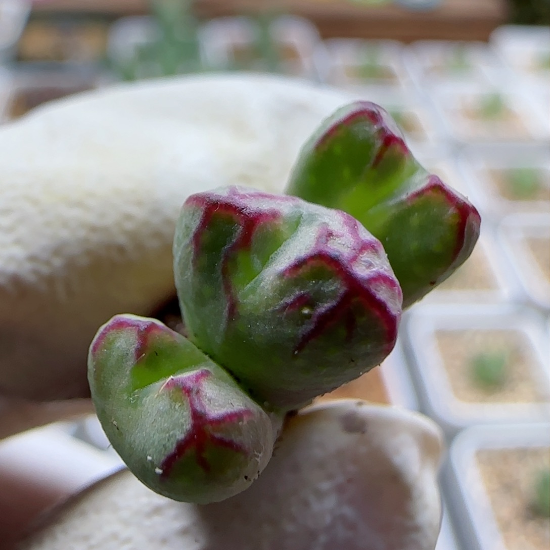 1-18-6-5当天满58包邮铅笔画杂交0.8cm多肉脱土