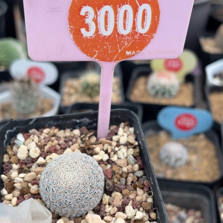 实生美丽丸3000000000000