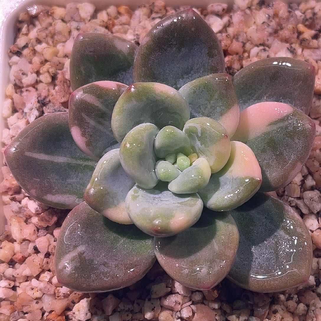 尚品园艺福利锦8378