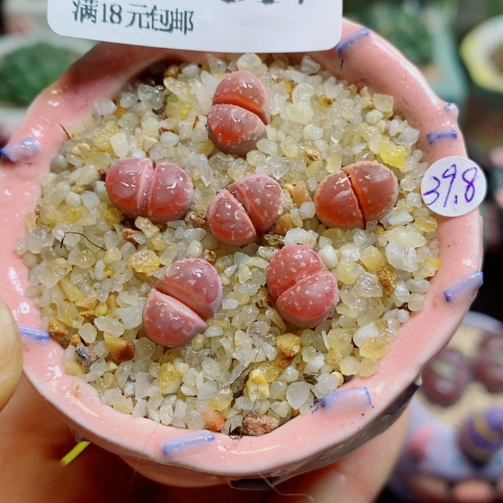 生石花花花花花花517
