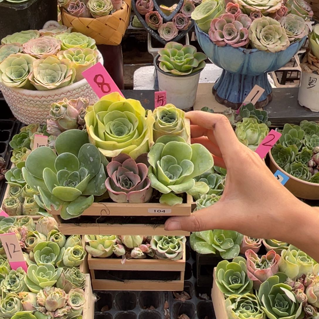幸***星山地玫瑰多肉植物花卉104