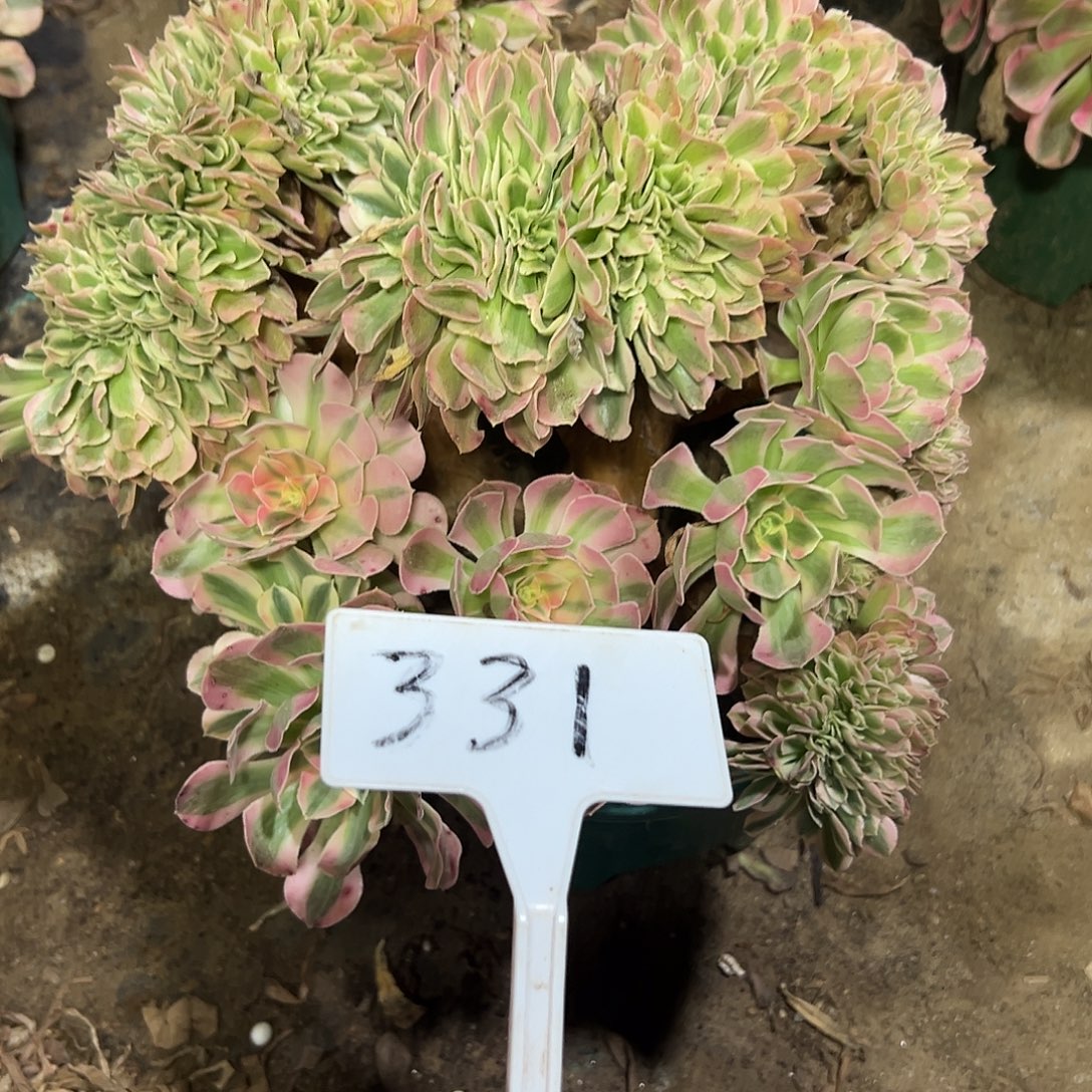 多肉植物粉女巫缀花331