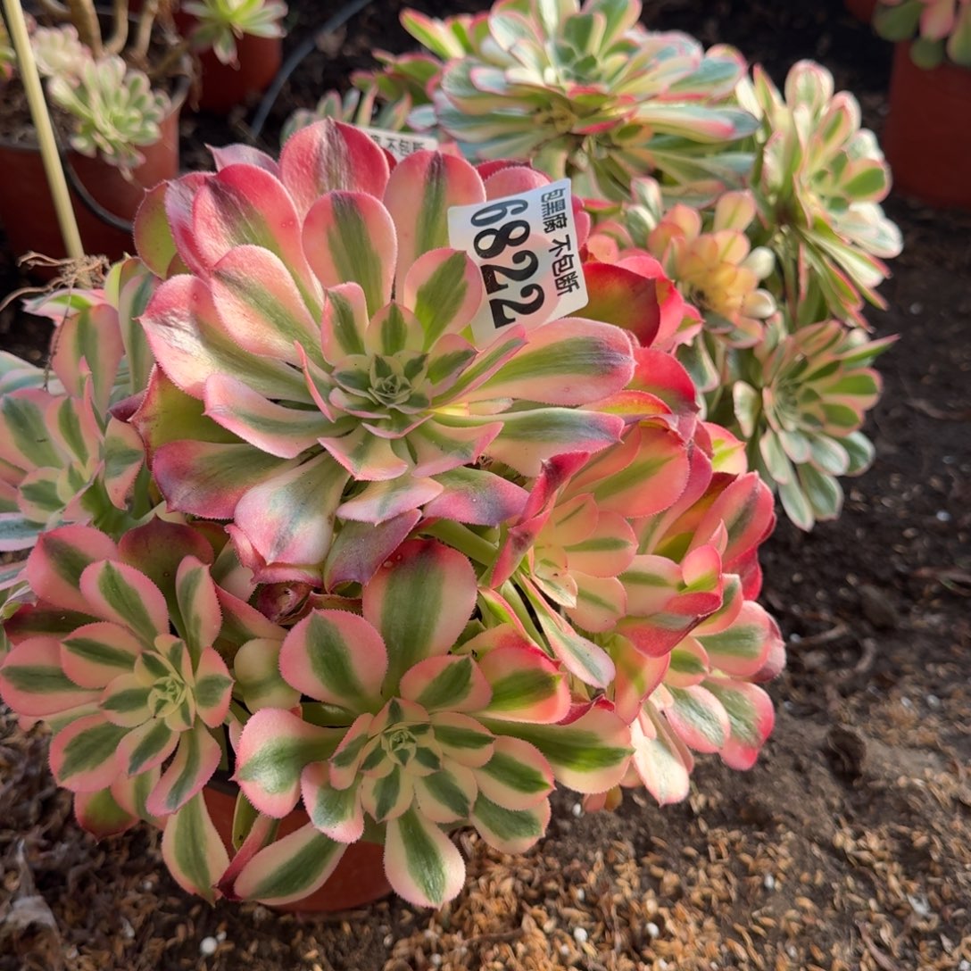 法师香妃不包断6822 19-39