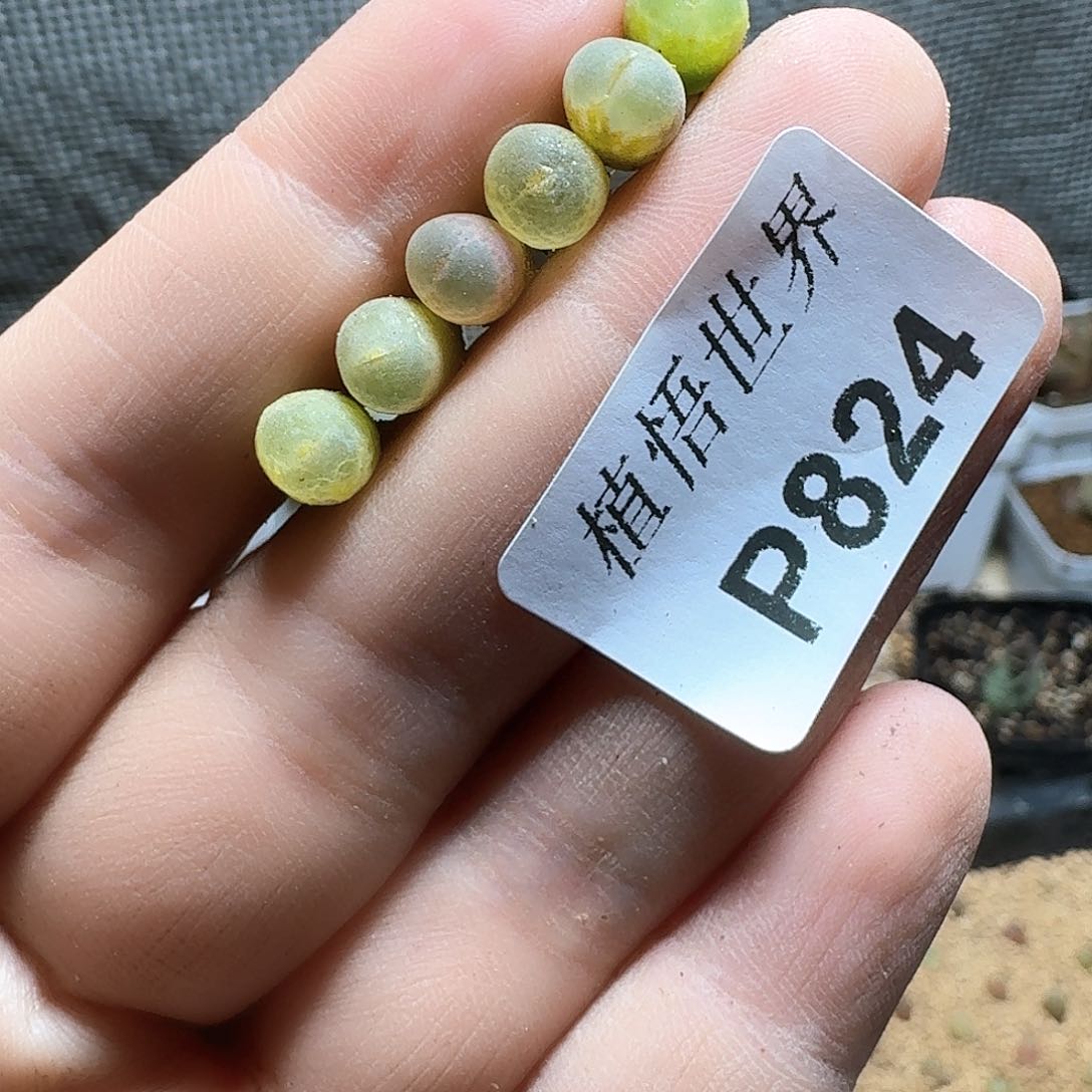 824盒多肉植物哇f v