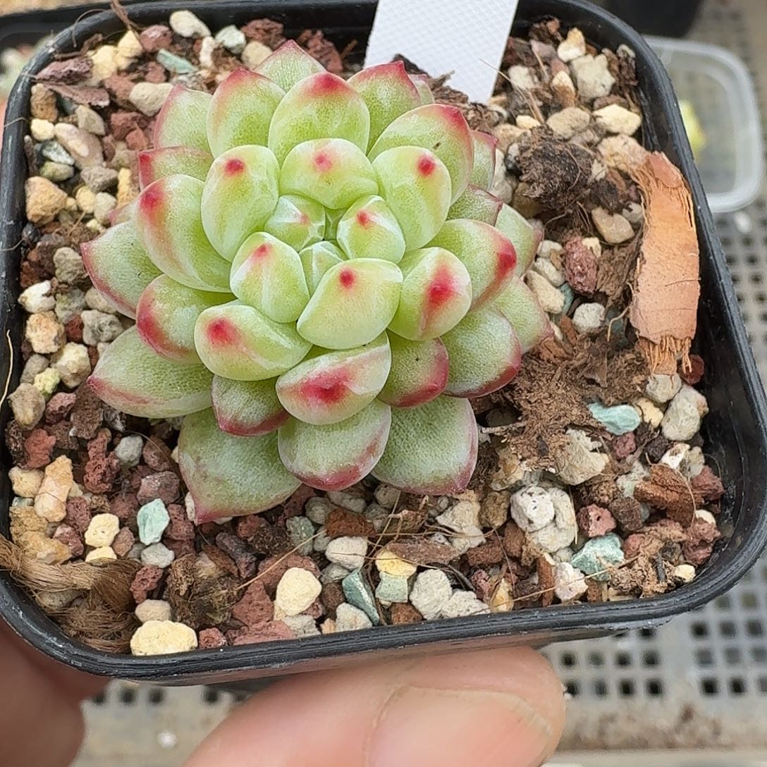 806玲珑冰玉石化单头多肉