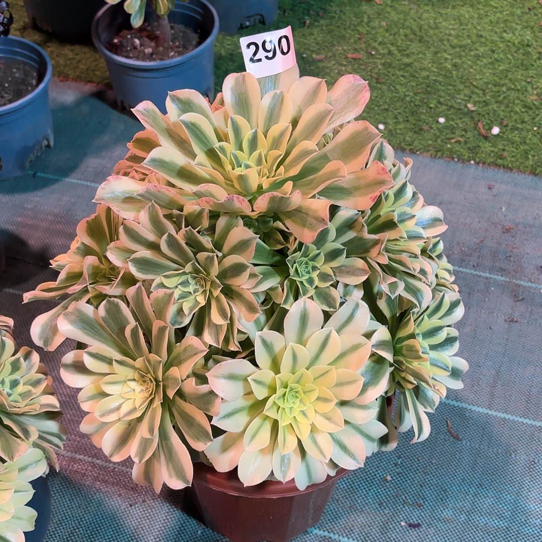 多肉法师绿豆沙290