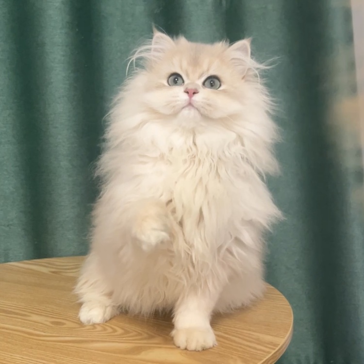 （阿飞猫舍）猫咪活体专用萌宠全款链接