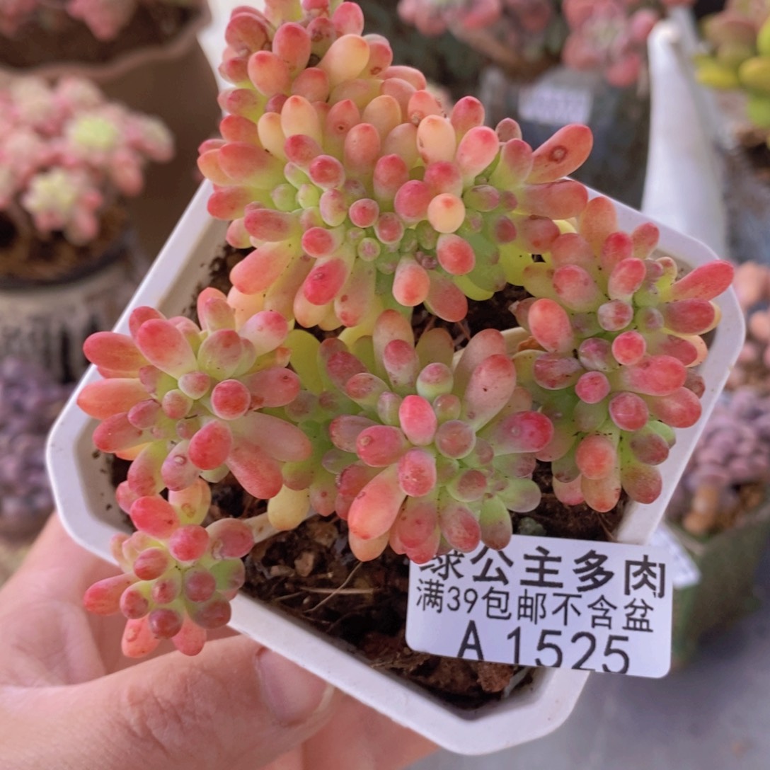 乙女心缀8cm1525多肉植物