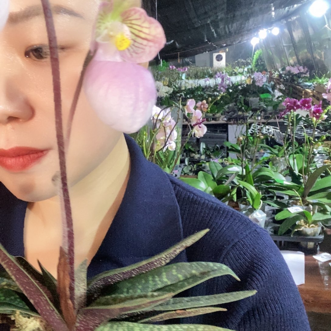 无花朵玉女豆兰蝴蝶兰