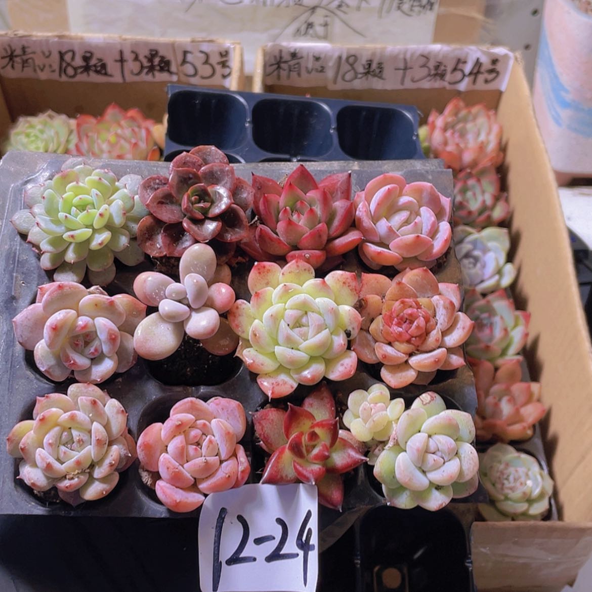 【闪购商品】12颗-24号约2-3厘米