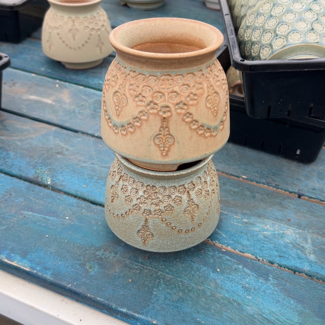 多肉精选编号0116.60