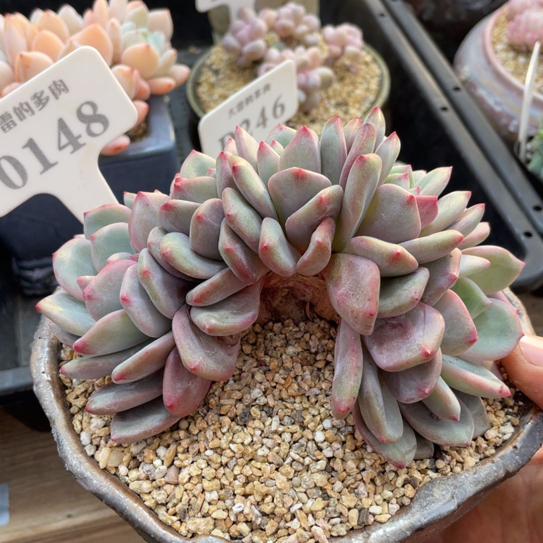 0148爱丽儿不带盆13厘米