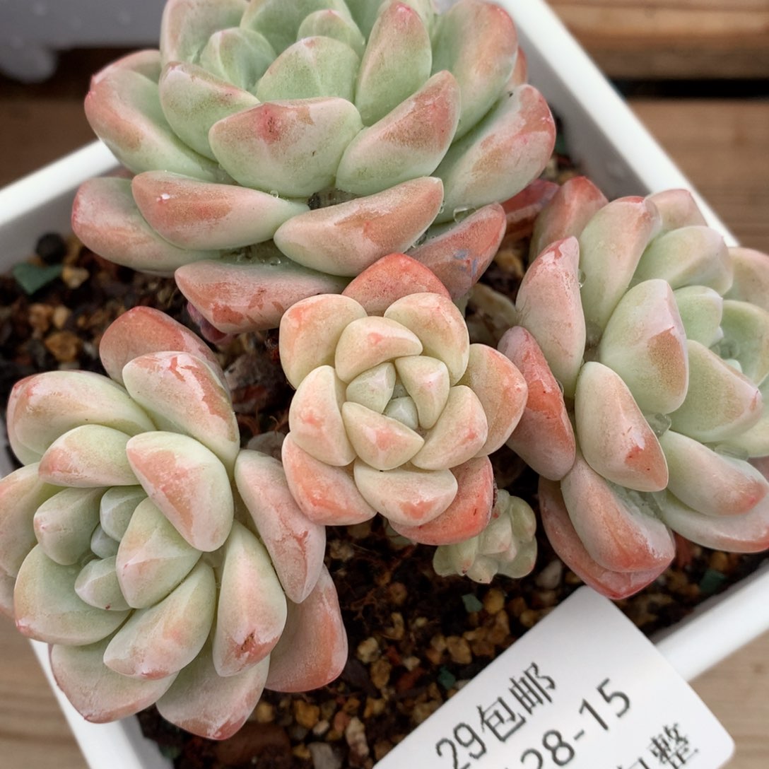 0128-15 老桩冰玉群