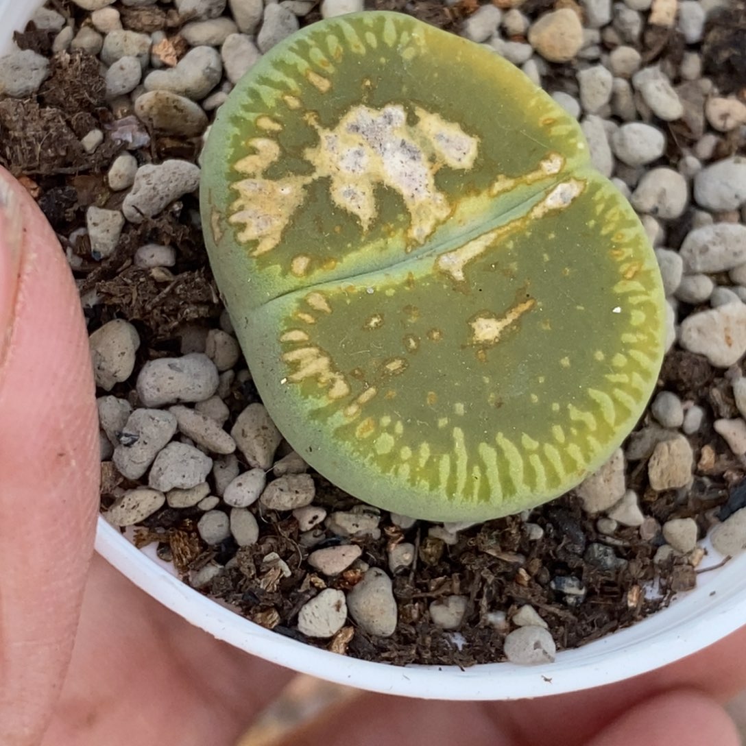 眼***阳0410 绿光阳带盆土