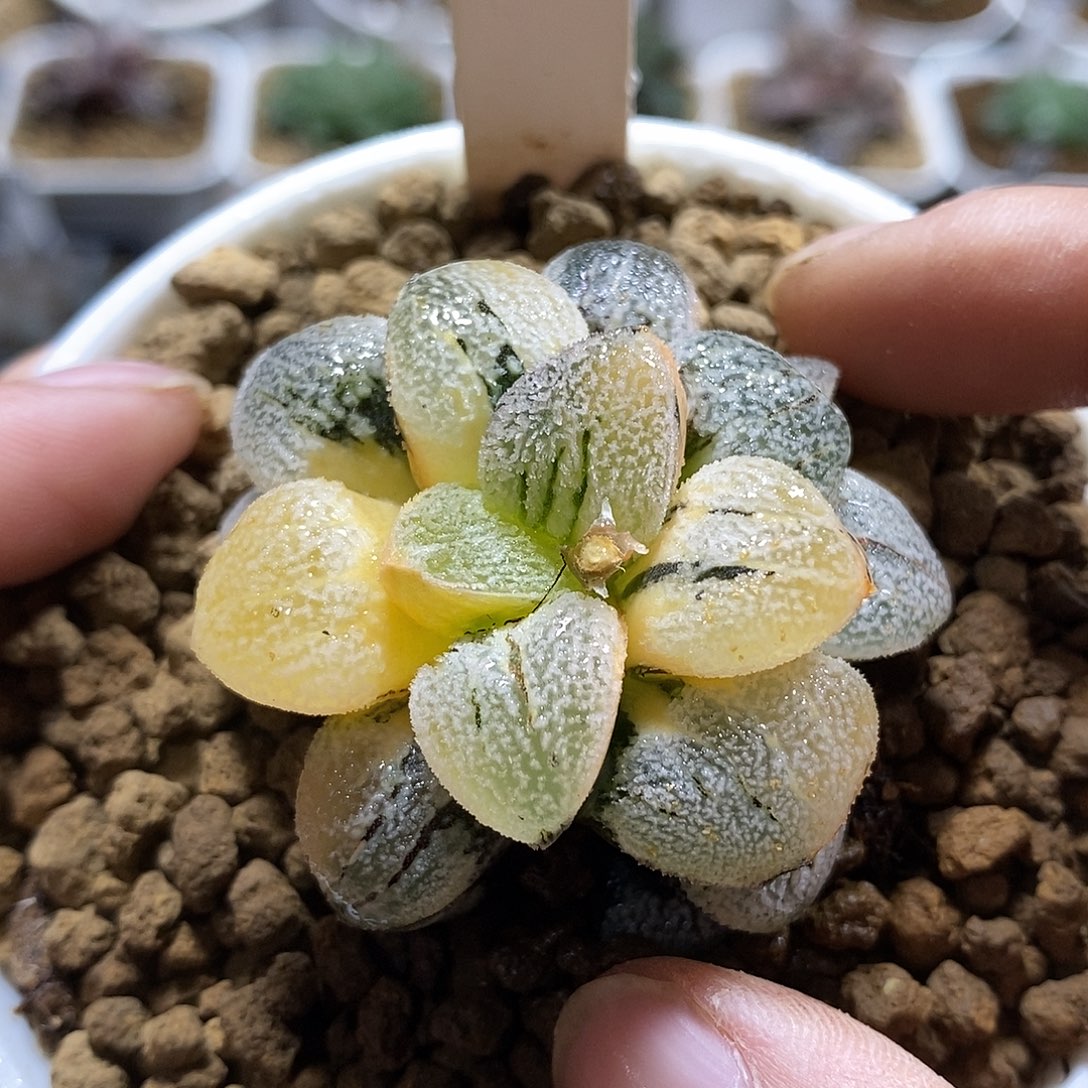 20雪之礼锦十二卷