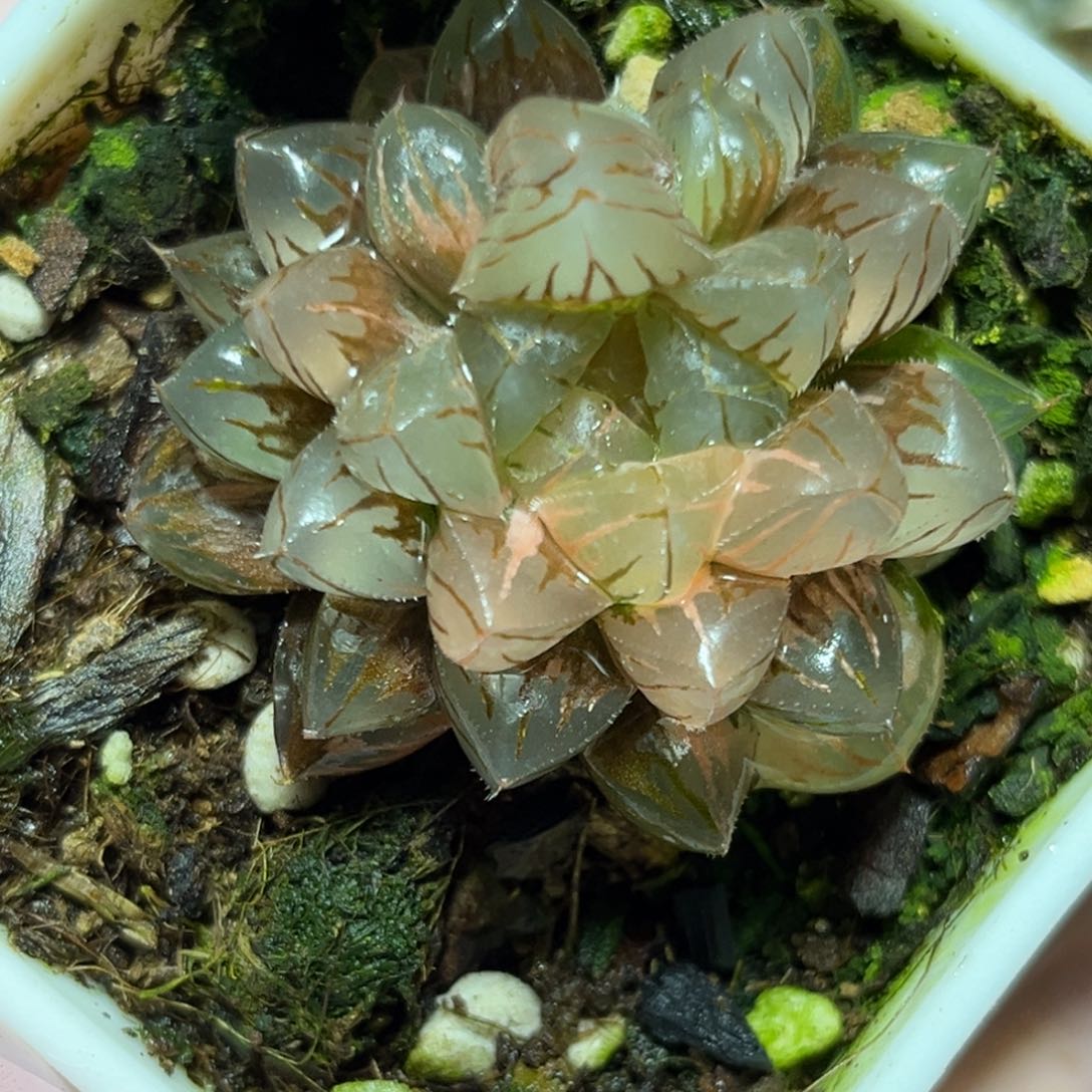 恭喜发财大吉大利0447绯桃