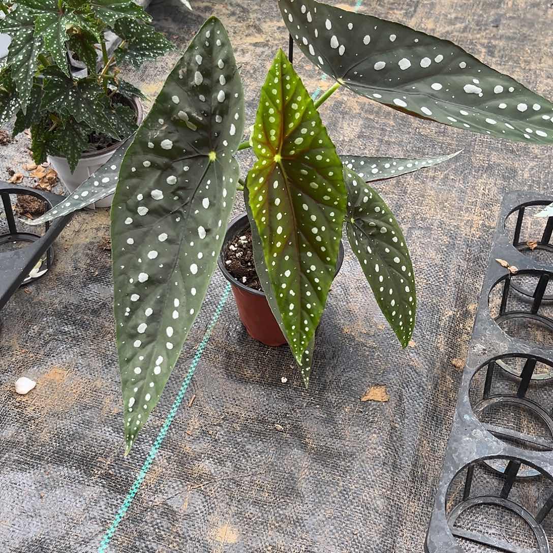 不开花植物赛拉广州