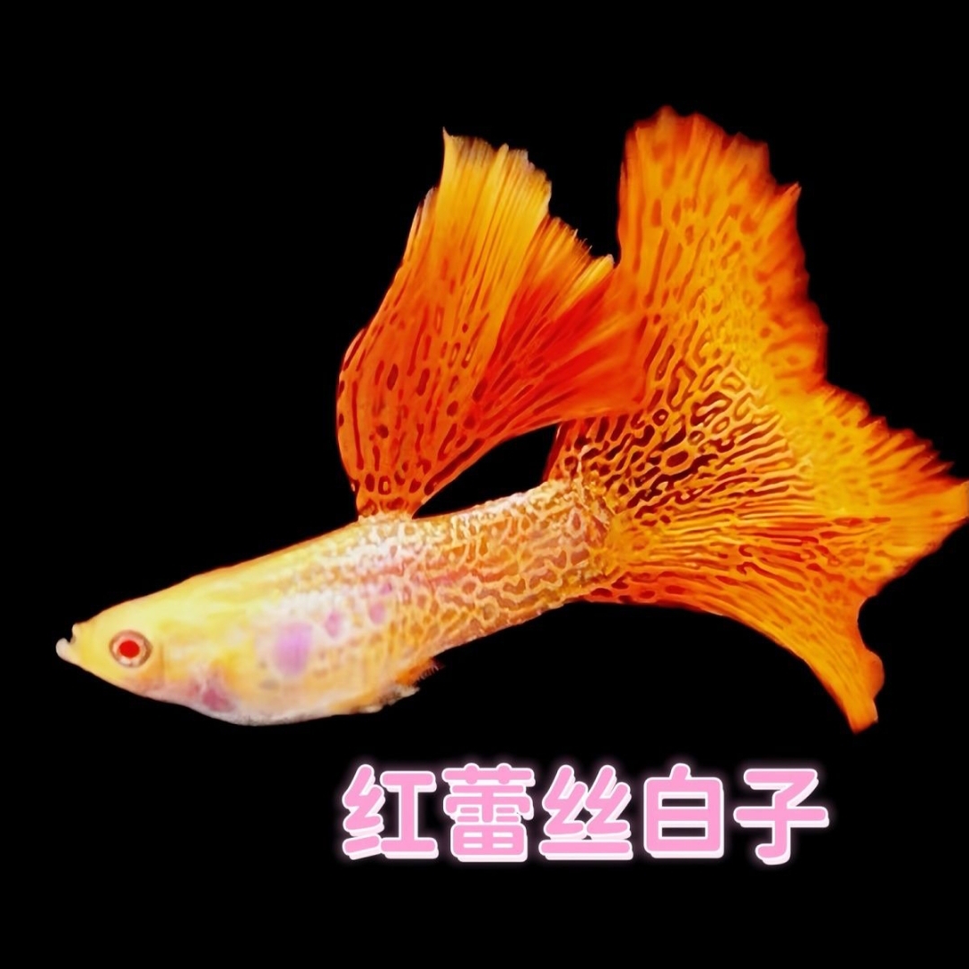 红蕾丝白子孔雀鱼活体热带观赏鱼细纹路精品好养耐活