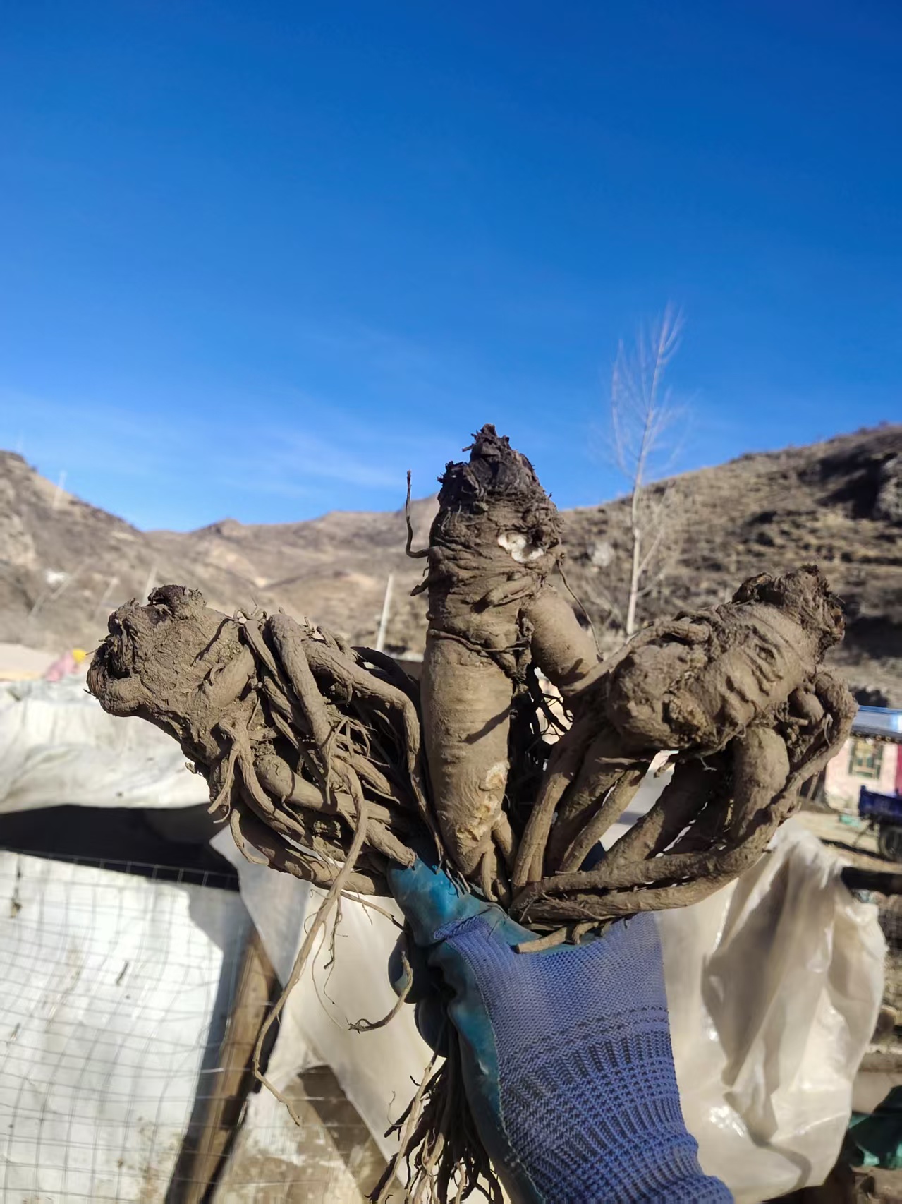 甘肃岷县新鲜当归自产自销