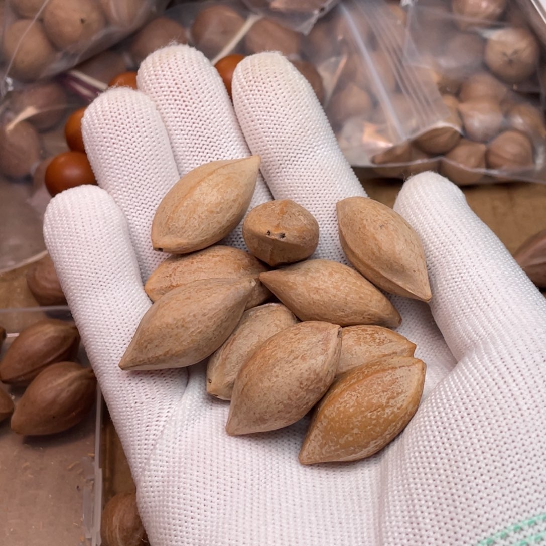 李***'橄榄核手串/手链1