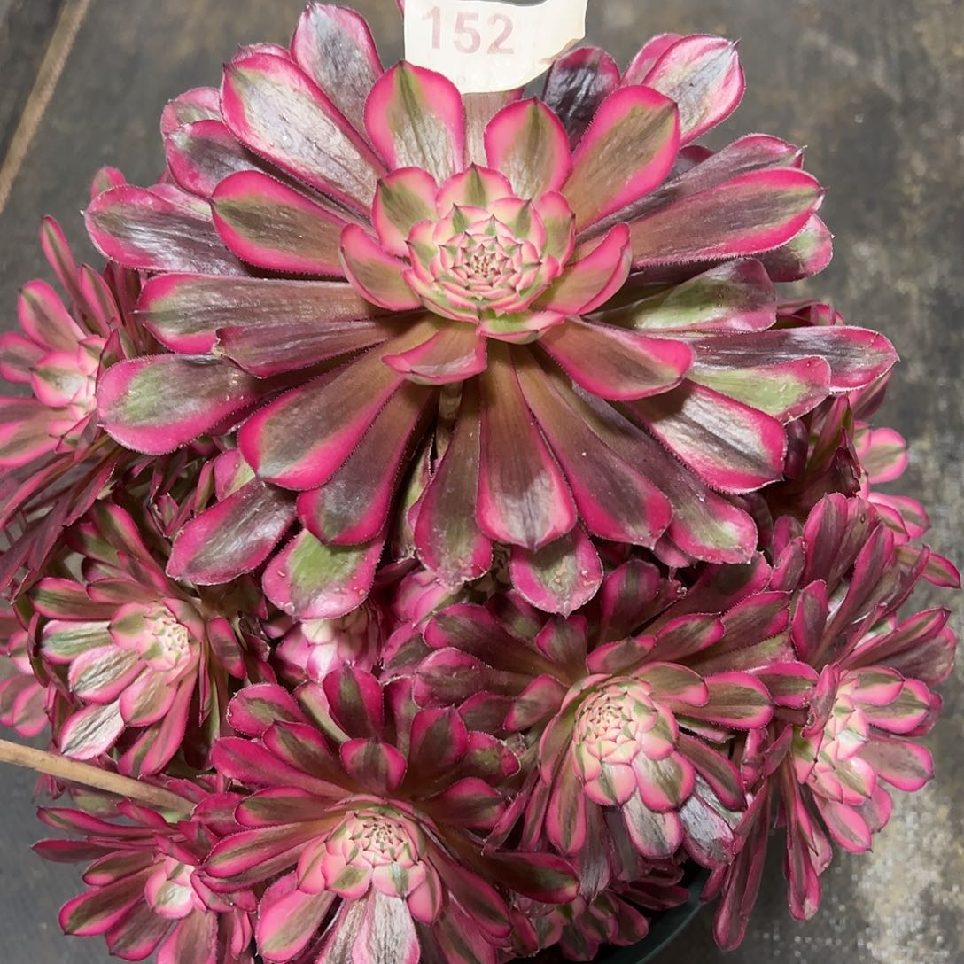 152红铜白多肉法师植物