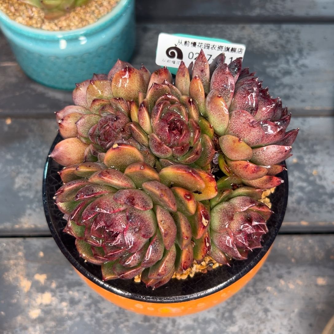 多肉一物一拍0217-115