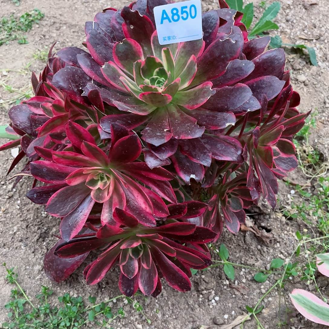 多肉植物850多肉