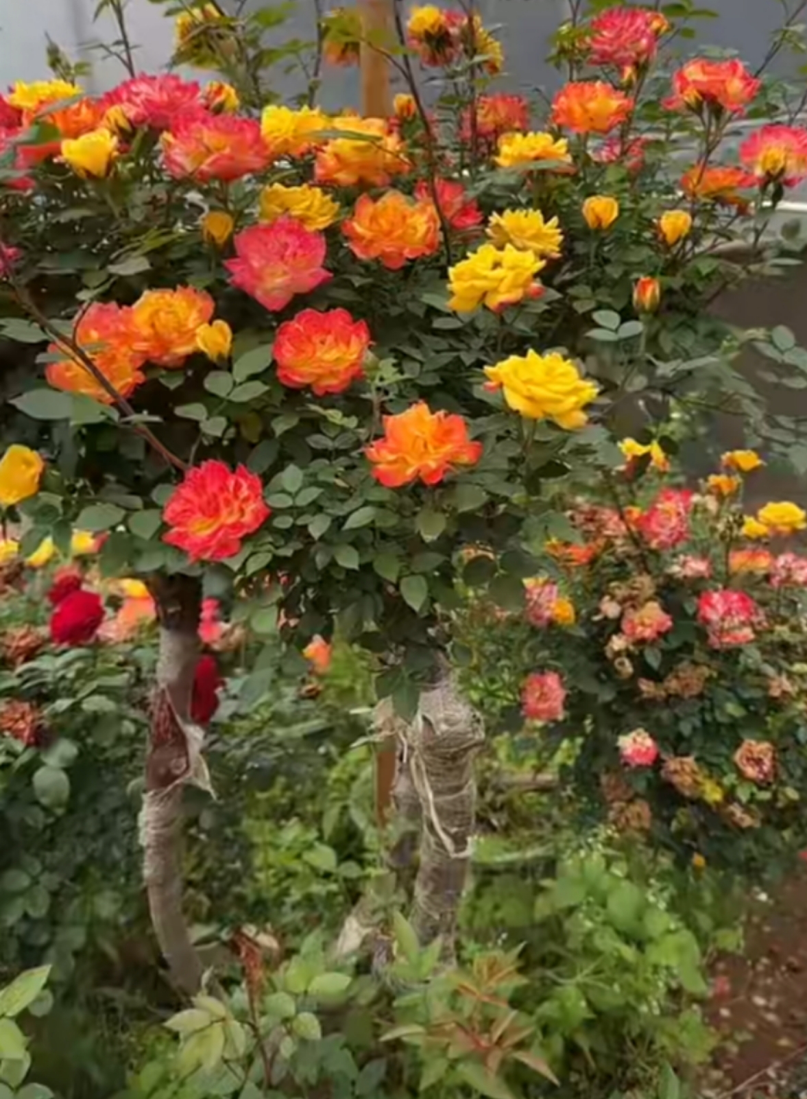 棒棒糖月季花树桩庭院阳台盆栽地栽观赏植物