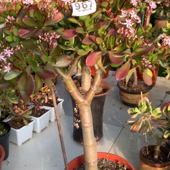 967紫叶脱土发货
