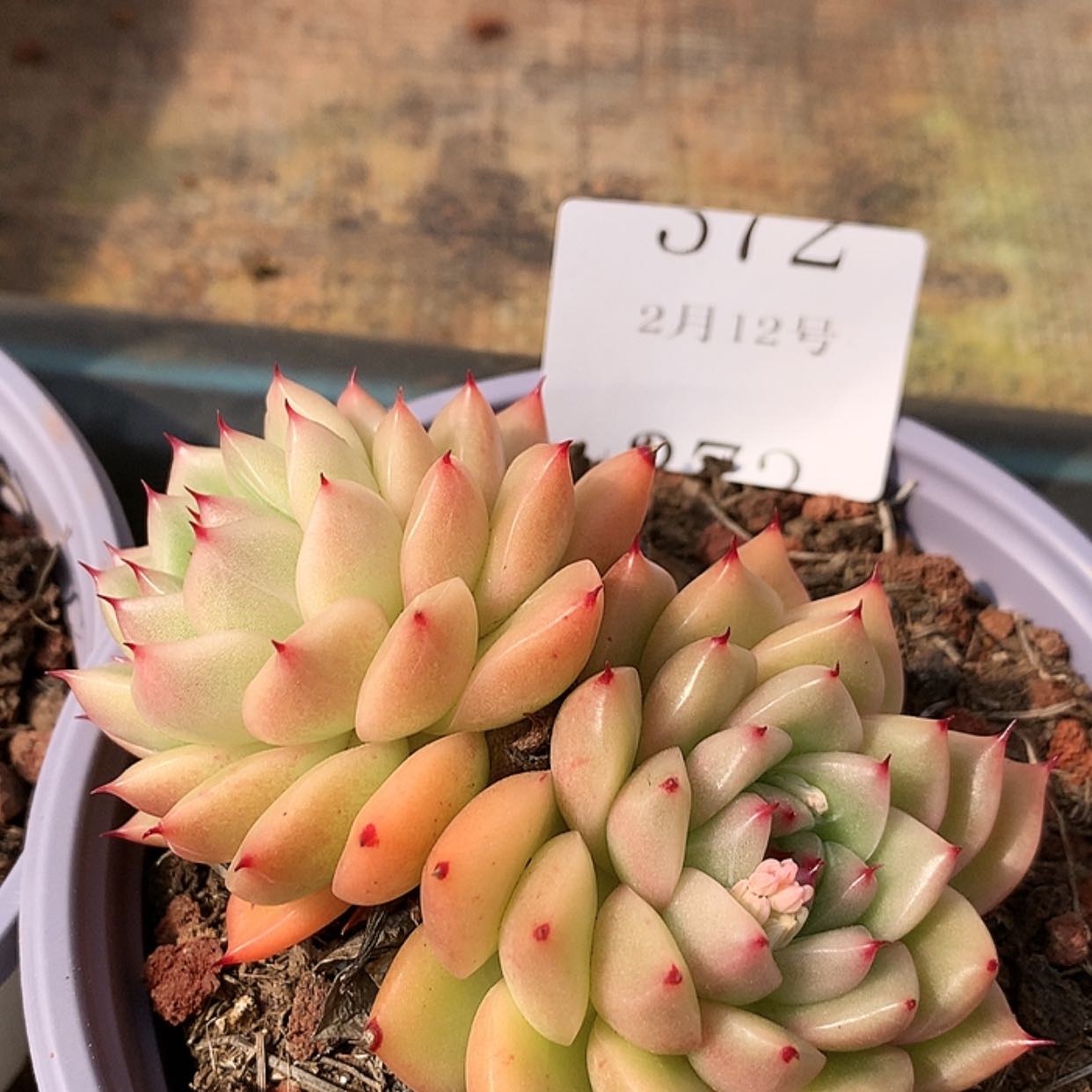 【闪购商品】云372