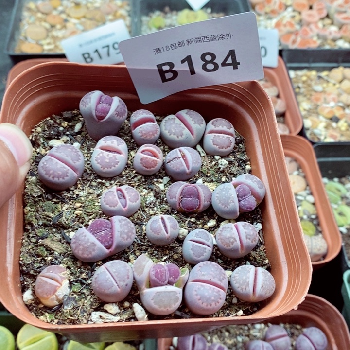 我是一只小小鸟地域鬼的184