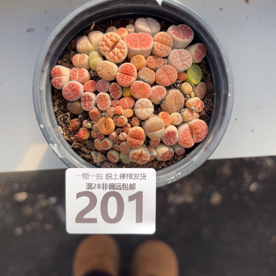 生石花带盆土发货