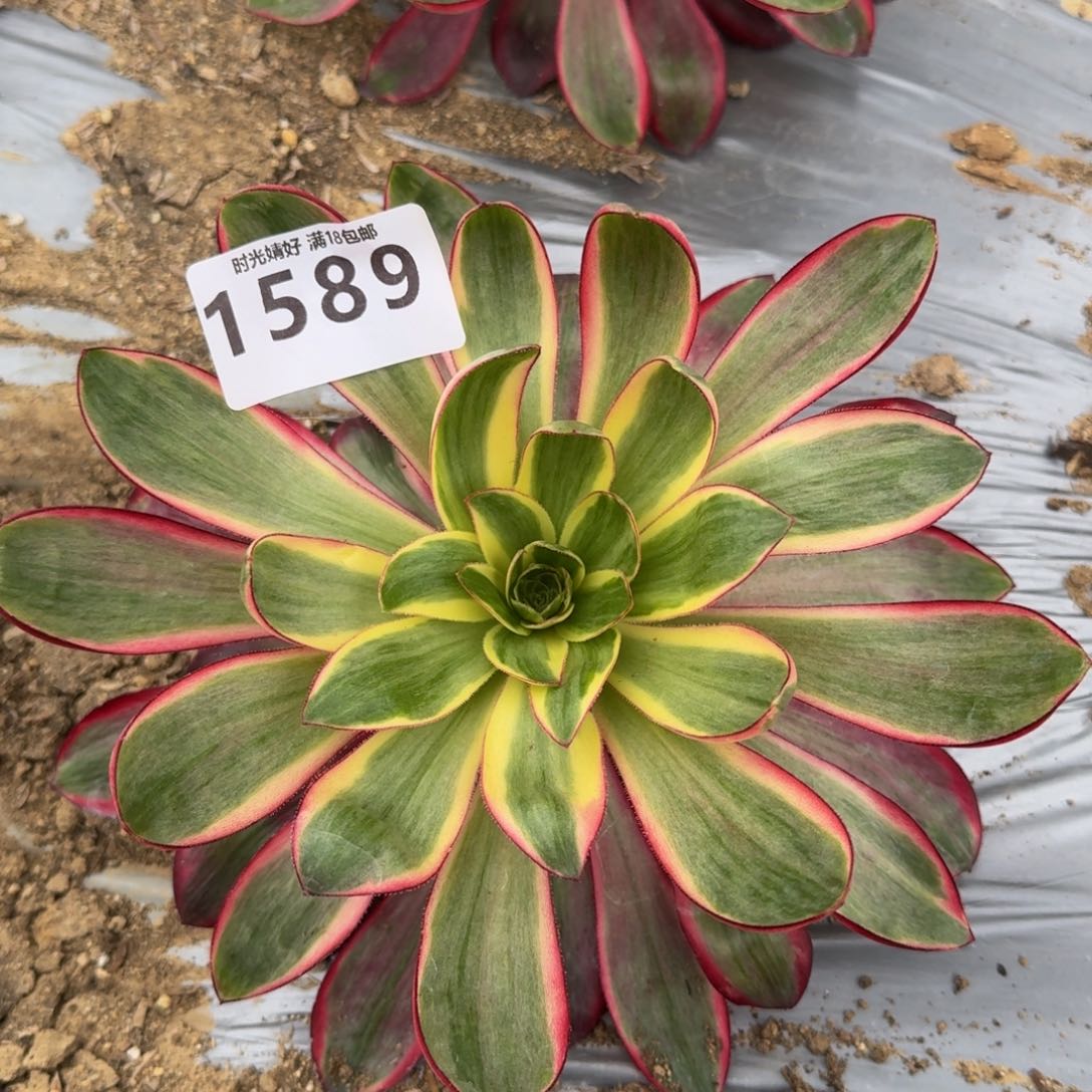 1589烈焰多肉植物