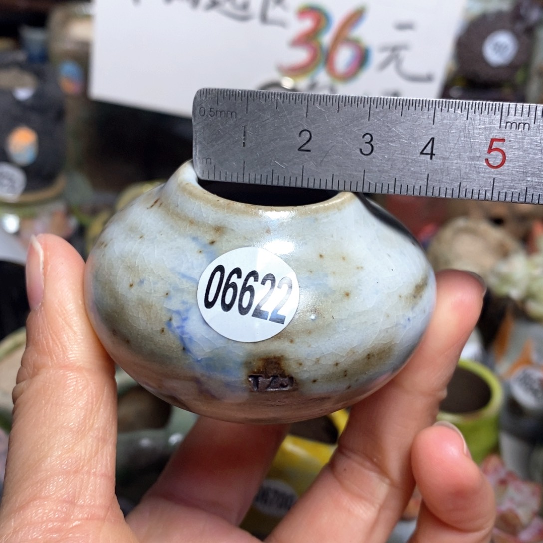 花盆拍5送一个小礼物