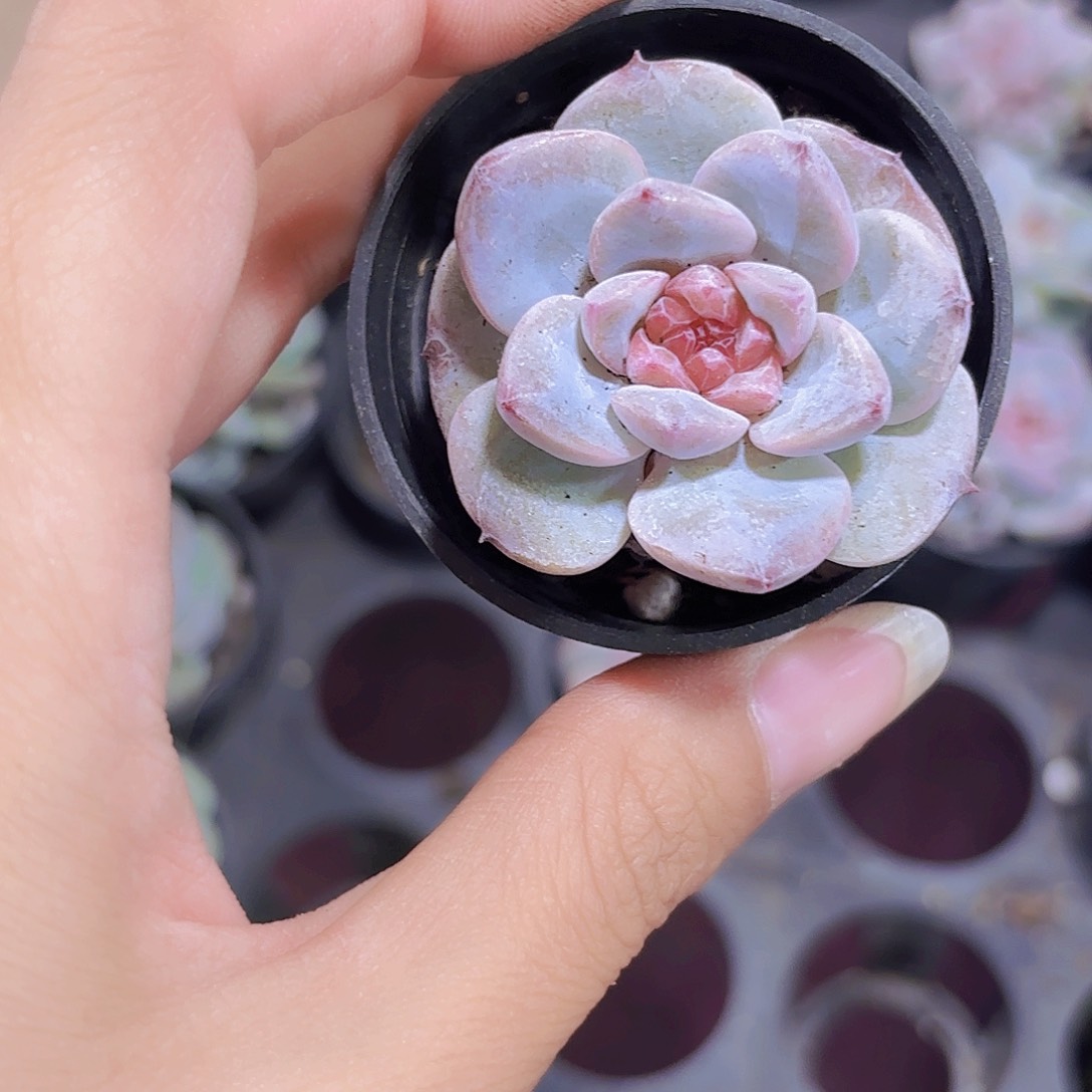 精品糖心冰美人多肉植物