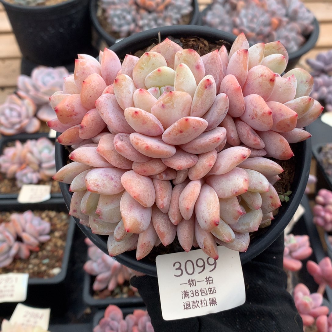 12厘米五头五颗橙梦露3099