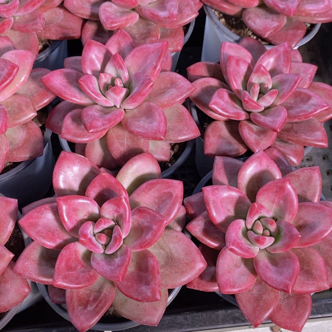 量拍59号 正版精品母本赫菲斯托单头一个