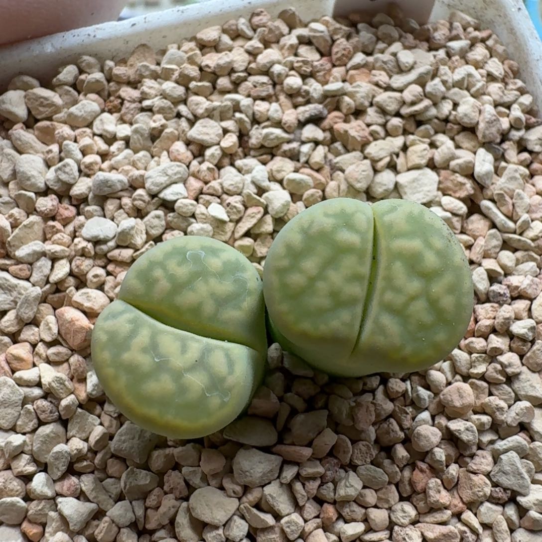 1224-012绿牛油果绿花纹