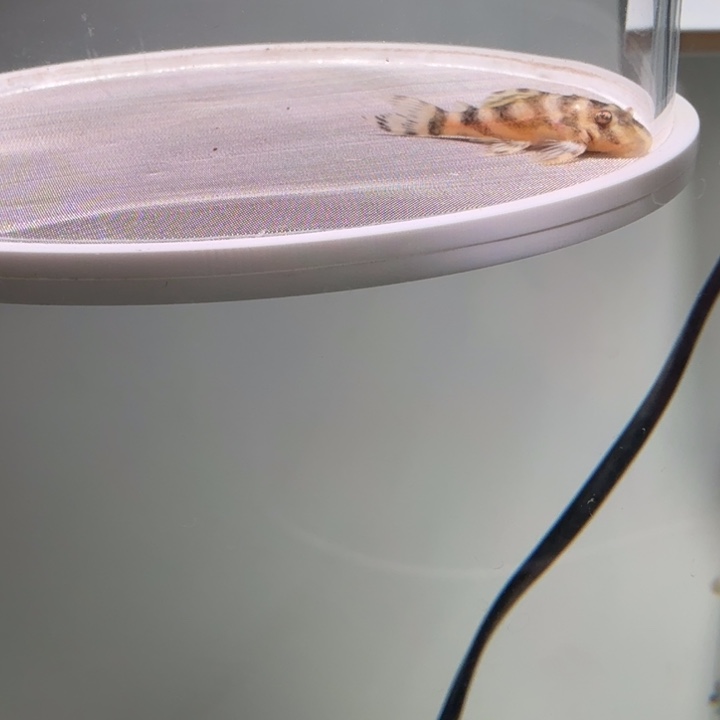 清道夫鱼4号皇室333