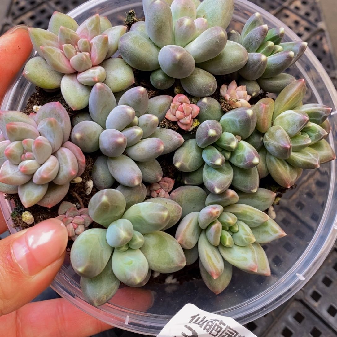 317多肉植物保护研究所所长助理研究员