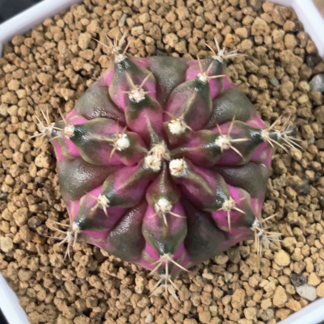 实生海神大复棱哈哈哈哈