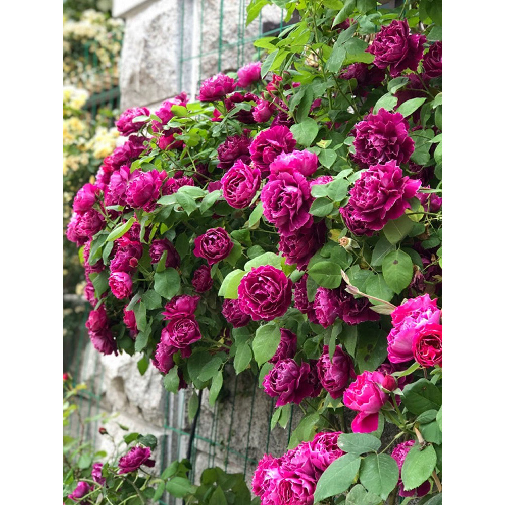 紫袍玉带藤本月季花苗爬藤蔷薇浓香植物重瓣多花庭院阳台四季开花