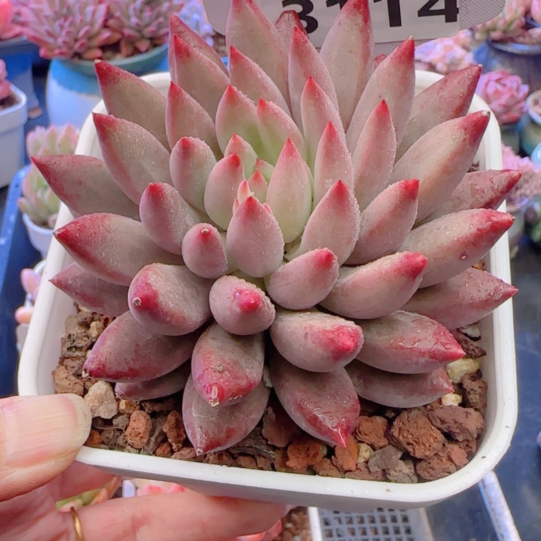 多肉植物3114……………..