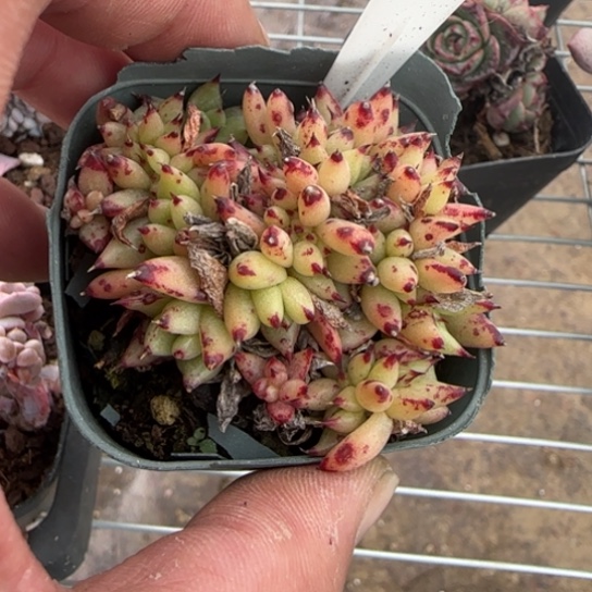 100虎鲸缀满18包邮多肉