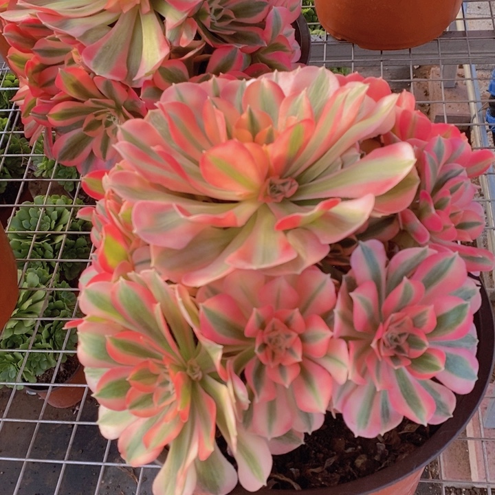 闪购法师1棵粉女巫