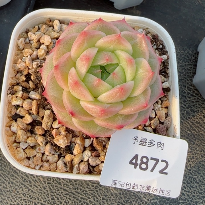 青梅，4872多肉植物